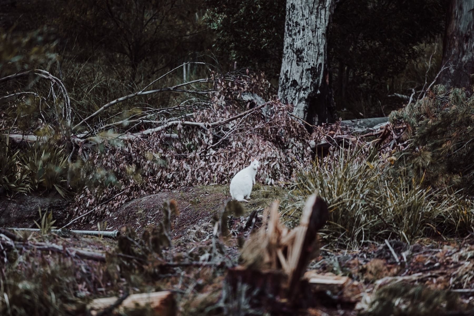 White Bennett's Wallaby