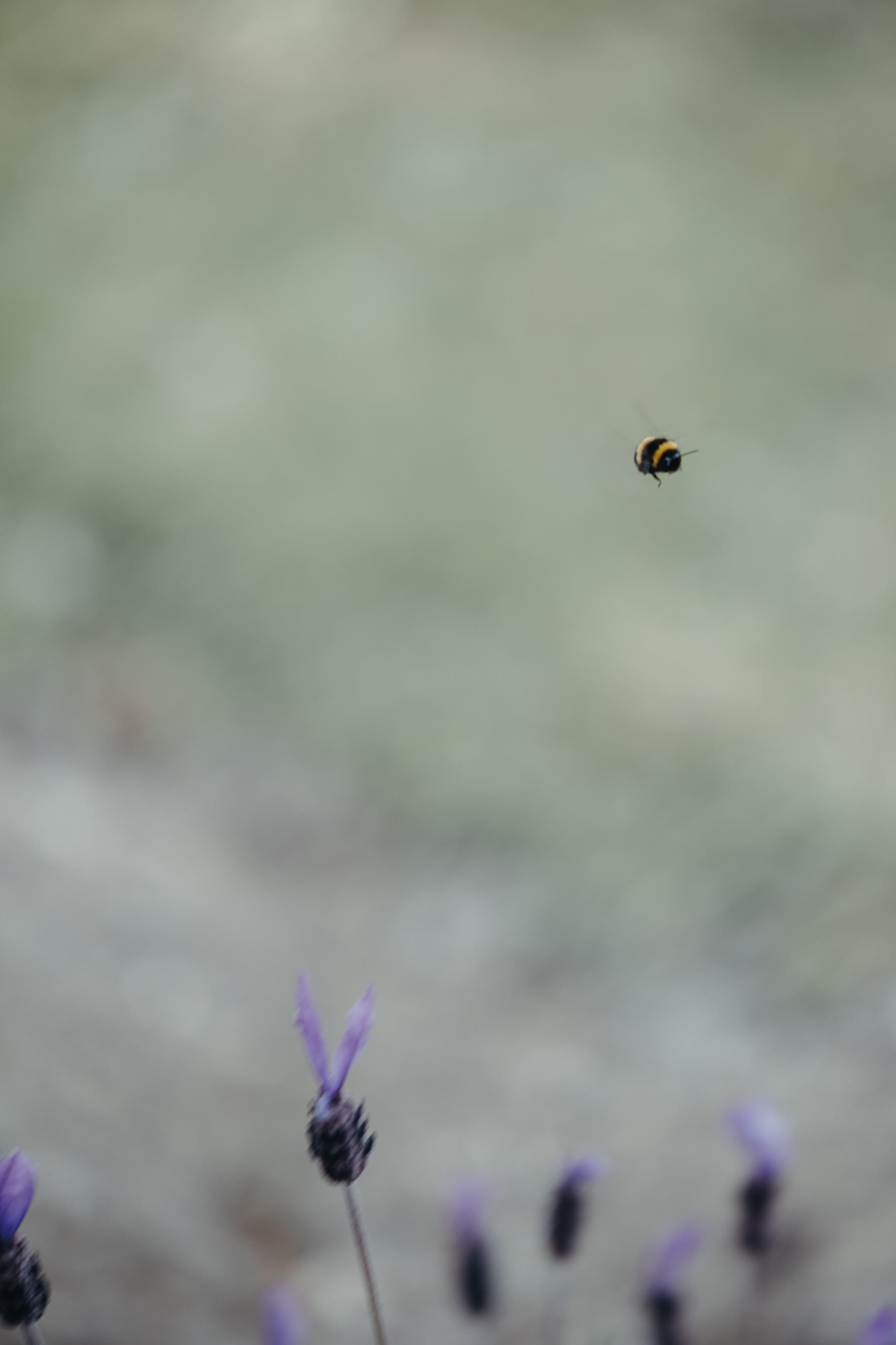 Bee